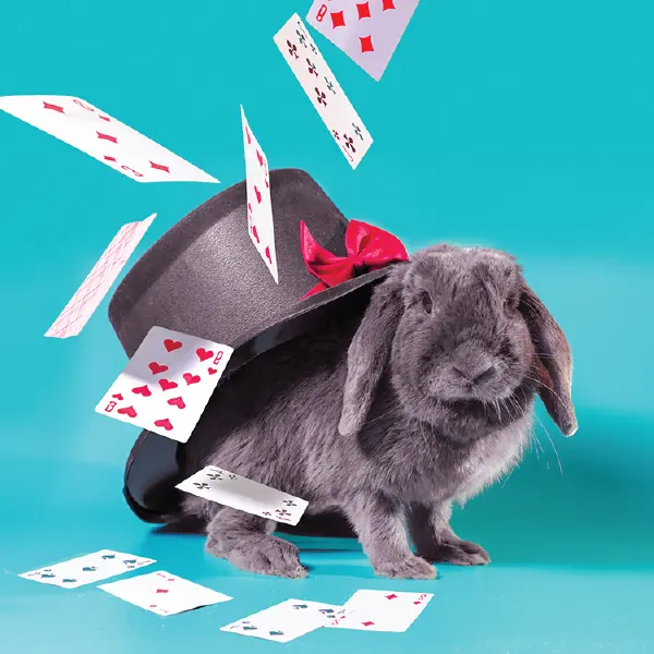 Magic Shows